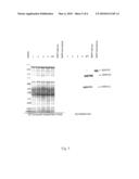 Nontoxigenic Clostridium Botulinum Strains and Uses Thereof diagram and image