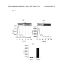 LUCIFERASE GENE OPTIMIZED FOR USE IN IMAGING OF INTRACELLULAR LUMINESCENCE diagram and image