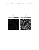 LUCIFERASE GENE OPTIMIZED FOR USE IN IMAGING OF INTRACELLULAR LUMINESCENCE diagram and image