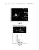 Methods and compositions for modulating synapse formation diagram and image