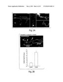 Methods and compositions for modulating synapse formation diagram and image