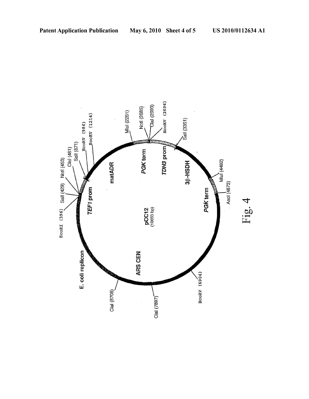 YEAST STRAINS AUTONOMOUSLY PRODUCING STEROIDS - diagram, schematic, and image 05