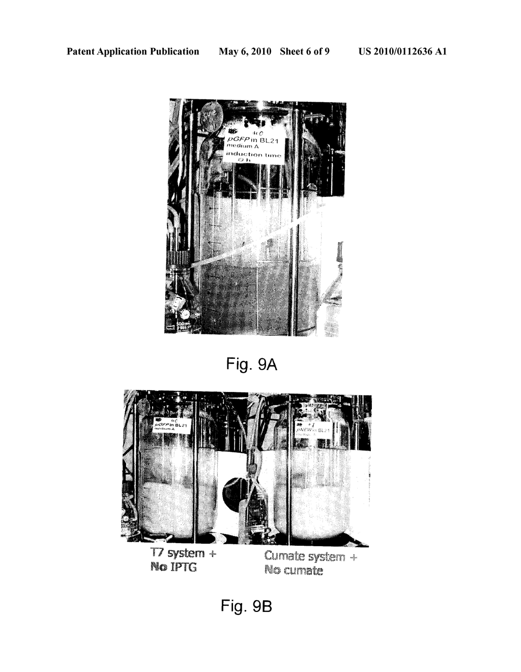 INDUCIBLE/REGULATED GENE EXPRESSION SYSTEM IN E COLI - diagram, schematic, and image 07