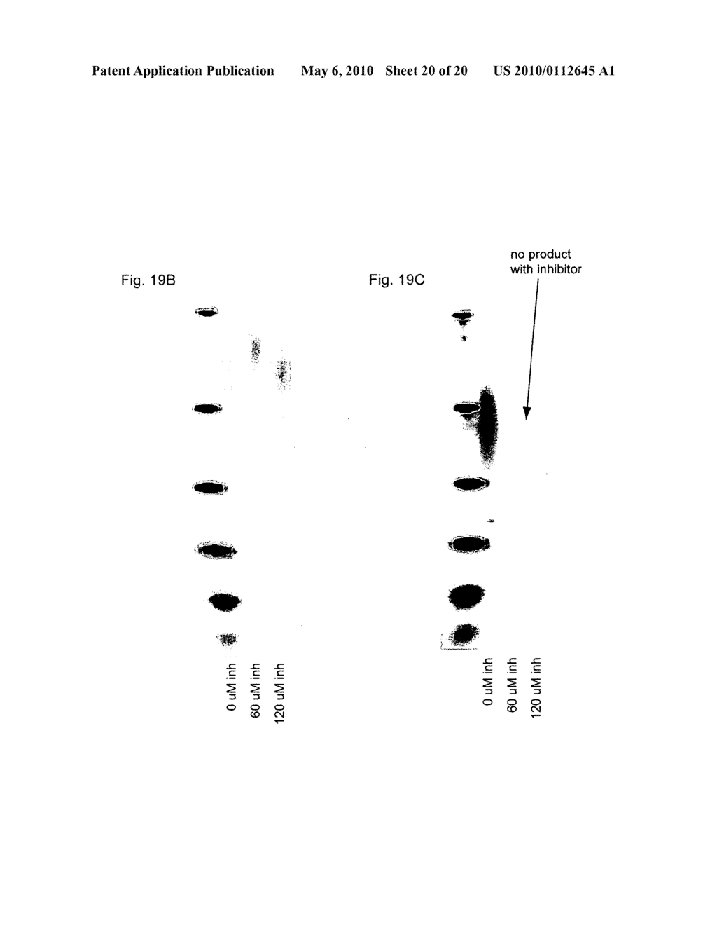 Generation of modified polymerases for improved accuracy in single molecule sequencing - diagram, schematic, and image 21