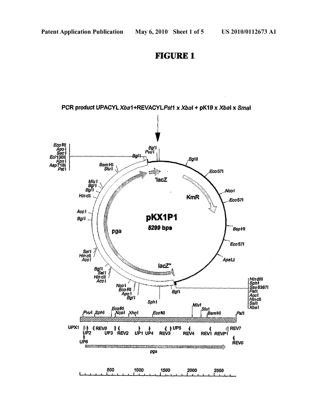 DNA SEQUENCE ENCODING PENICILLIN ACYLASE, NOVEL RECOMBINANT DNA CONSTRUCTS AND RECOMBINANT MICROORGANISMS CARRYING THIS SEQUENCE - diagram, schematic, and image 02