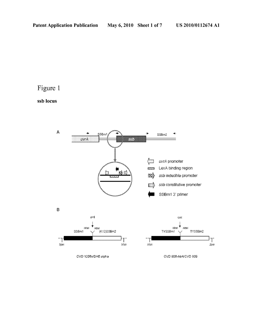 MICROCIN H47 PLASMID SELECTION SYSTEM - diagram, schematic, and image 02