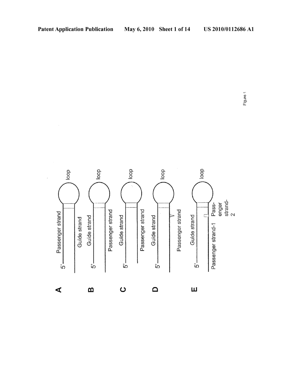 SHORT HAIRPIN RNAS FOR INHIBITION OF GENE EXPRESSION - diagram, schematic, and image 02