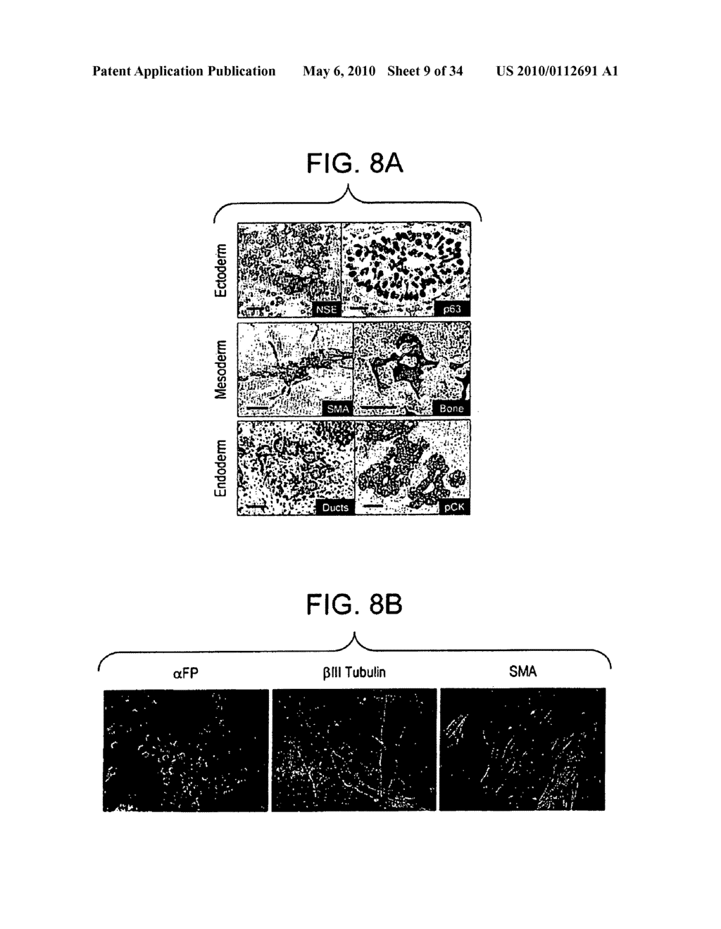 Stem Cell Aggregate Suspension Compositions and Methods of Differentiation Thereof - diagram, schematic, and image 10