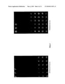 METHOD FOR THE IDENTIFICATION AND/OR THE QUANTIFICATION OF A TARGET COMPOUND OBTAINED FROM A BIOLOGICAL SAMPLE UPON CHIPS diagram and image