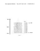 Polypeptide Display Libraries and Methods of Making and Using Thereof diagram and image