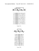 Polypeptide Display Libraries and Methods of Making and Using Thereof diagram and image