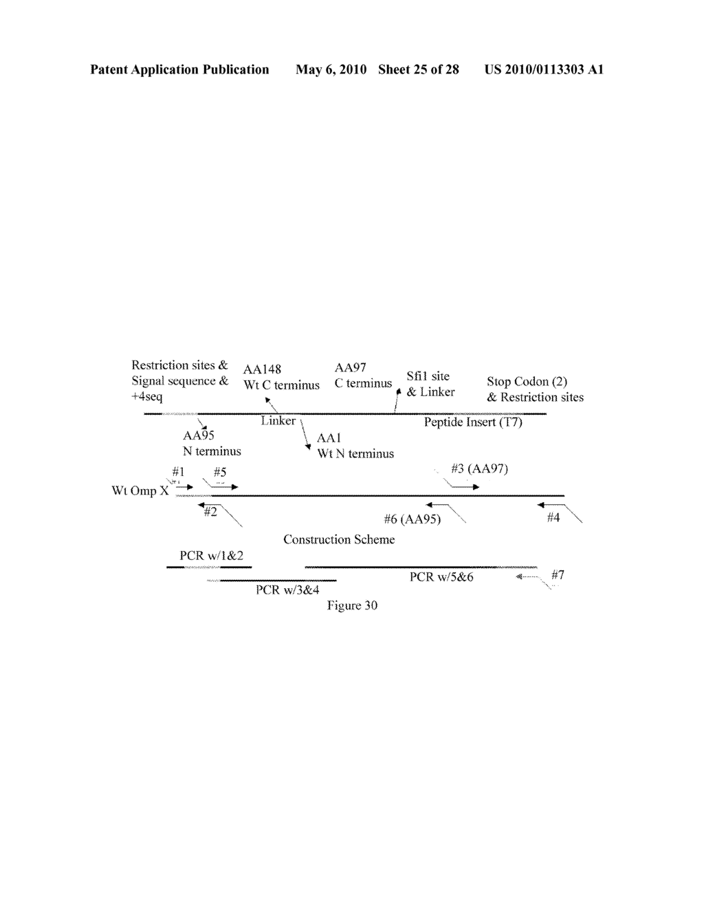 Polypeptide Display Libraries and Methods of Making and Using Thereof - diagram, schematic, and image 26