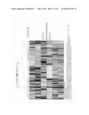 siRNA Targeting connective tissue growth factor (CTGF) diagram and image