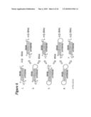 RNA Interference Mediated Inhibition of Interleukin and Interleukin Receptor Gene Expression Using Short Interfering Nucleic Acid (siNA) diagram and image