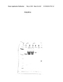 GLYCOPEGYLATED FACTOR VII AND FACTOR VIIA diagram and image