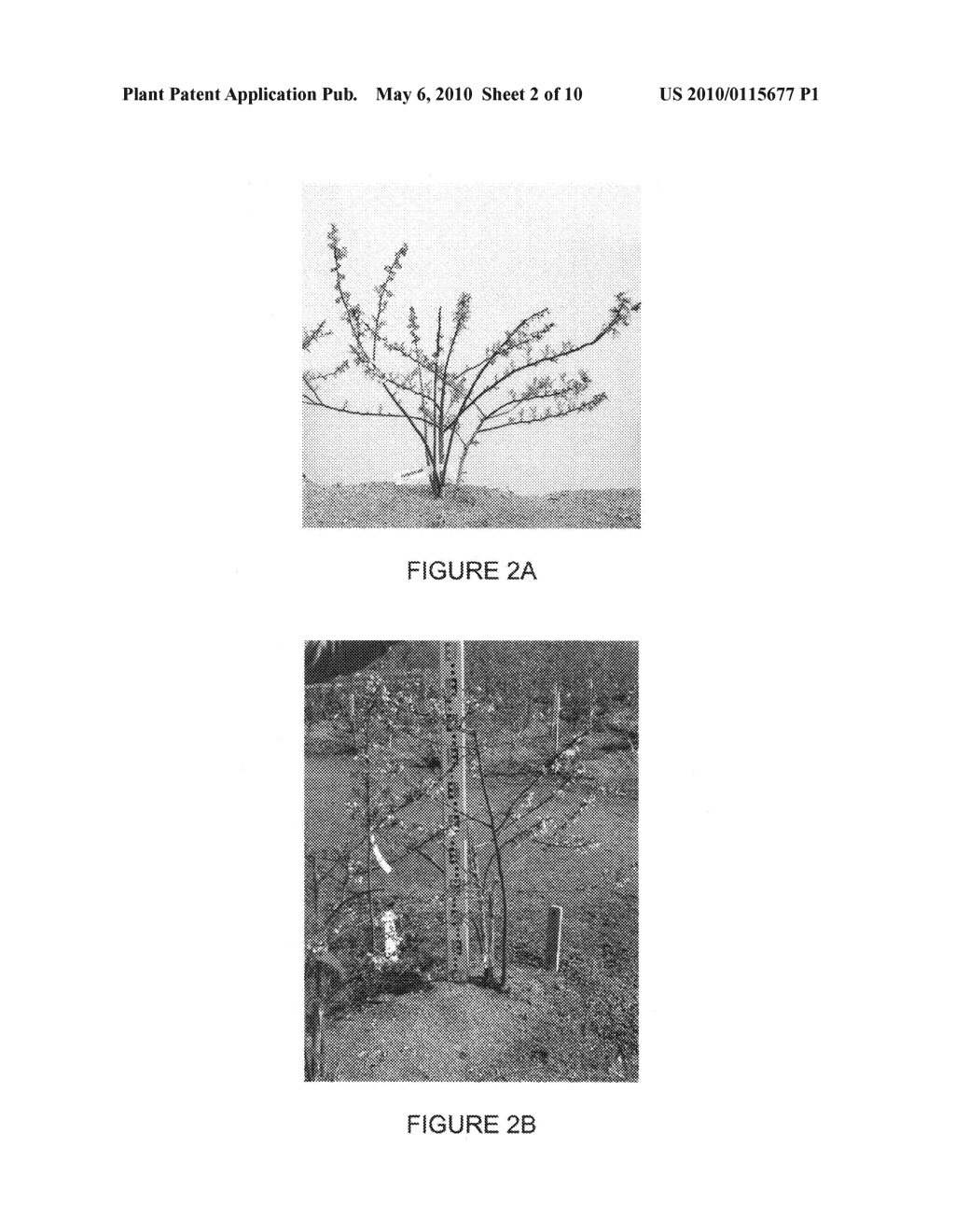 Blueberry variety named 'sunset blue' - diagram, schematic, and image 04