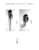 AUTOMATED SYSTEMS AND METHODS FOR SCREENING ZEBRAFISH diagram and image