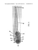 AUTOMATED SYSTEMS AND METHODS FOR SCREENING ZEBRAFISH diagram and image