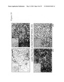 PLEXIN D1 AS A TARGET FOR TUMOR DIAGNOSIS AND THERAPY diagram and image