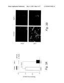 SOLUBLE LOW-DENSITY LIPOPROTEIN RECEPTOR RELATED PROTEIN BINDS DIRECTLY TO ALZHEIMER S AMYLOID-BETA PEPTIDE diagram and image