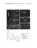 Use of the conserved Drosophila NPFR1 system for uncovering interacting genes and pathways important in nociception and stress response diagram and image