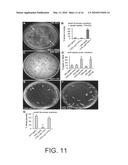 Use of the conserved Drosophila NPFR1 system for uncovering interacting genes and pathways important in nociception and stress response diagram and image