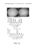 Use of the conserved Drosophila NPFR1 system for uncovering interacting genes and pathways important in nociception and stress response diagram and image