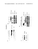 Antibodies Against Cancer diagram and image