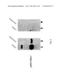 COMPOSITIONS AND METHODS FOR TREATING CANCER BY MODULATING HER-2 AND EGF RECEPTORS diagram and image