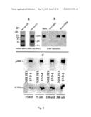 COMPOSITIONS AND METHODS FOR TREATING CANCER BY MODULATING HER-2 AND EGF RECEPTORS diagram and image