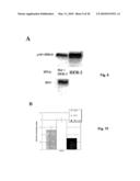 COMPOSITIONS AND METHODS FOR TREATING CANCER BY MODULATING HER-2 AND EGF RECEPTORS diagram and image