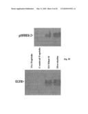 COMPOSITIONS AND METHODS FOR TREATING CANCER BY MODULATING HER-2 AND EGF RECEPTORS diagram and image