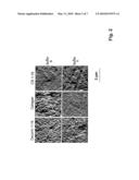 OSTEOGENIC COMPOSITE MATRIX, METHOD FOR THE PRODUCTION THEREOF AND IMPLANT AND SCAFFOLD FOR TISSUE ENGINEERING PROVIDED WITH A COATING FORMED BY SAID OSTEOGENIC COMPOSITE MATRIX diagram and image