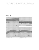 DRIED AND IRRADIATED SKIN EQUIVALENTS FOR READY USE diagram and image