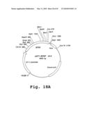 EXPRESSION OF HUMAN MILK PROTEINS IN TRANSGENIC PLANTS diagram and image