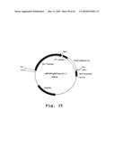 EXPRESSION OF HUMAN MILK PROTEINS IN TRANSGENIC PLANTS diagram and image