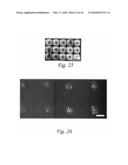 POLYMERIC MICRO-CANTILEVERS FOR ULTRA-LOW VOLUME FLUID AND LIVING CELL DEPOSITION diagram and image