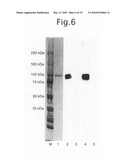 ANTIBODY SPECIFIC TO INTACT HUMAN AUTOTAXIN, METHOD OF SCREENING THE SAME AND METHOD AND REAGENT FOR EXAMINING MALIGNANT LYMPHOMA BY ASSAYING AUTOTAXIN diagram and image