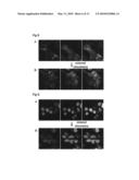 METHOD FOR DETECTING INTERACTIONS BETWEEN TWO AND MORE BIOLOGICAL MACROMOLECULES diagram and image