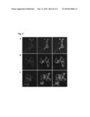 METHOD FOR DETECTING INTERACTIONS BETWEEN TWO AND MORE BIOLOGICAL MACROMOLECULES diagram and image