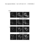 METHOD FOR DETECTING INTERACTIONS BETWEEN TWO AND MORE BIOLOGICAL MACROMOLECULES diagram and image