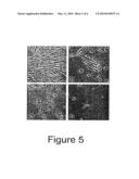 Trans-Differentiation And Re-Differentiation Of Somatic Cells And Production Of Cells For Cell Therapies diagram and image