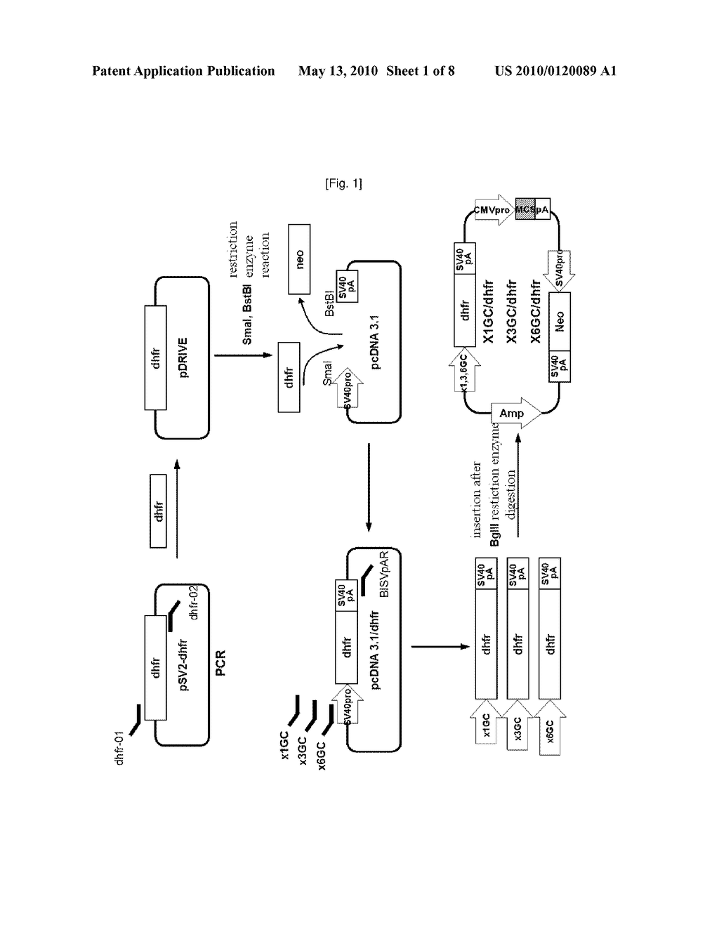 A NOVEL VECTOR AND EXPRESSION CELL LINE FOR MASS PRODUCTION OF RECOMBINANT PROTEIN AND A PROCESS OF PRODUCING RECOMBINANT PROTEIN USING SAME - diagram, schematic, and image 02