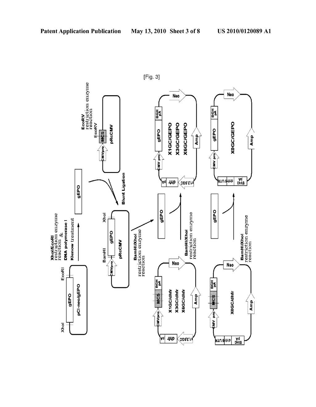 A NOVEL VECTOR AND EXPRESSION CELL LINE FOR MASS PRODUCTION OF RECOMBINANT PROTEIN AND A PROCESS OF PRODUCING RECOMBINANT PROTEIN USING SAME - diagram, schematic, and image 04