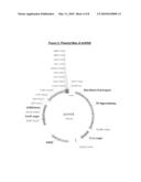 MAMMALIAN EXPRESSION VECTOR pUHAB diagram and image