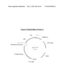 MAMMALIAN EXPRESSION VECTOR pUHAB diagram and image