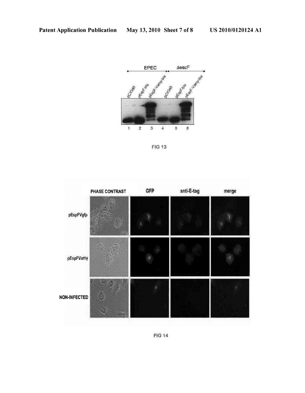 SYSTEMS, METHODS AND MICRORGANISMS FOR ANTIBODY PRODUCTION WITH TYPE III SECRETION SYSTEM - diagram, schematic, and image 08