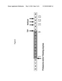 Prame derived peptides and immunogenic compositions comprising these diagram and image