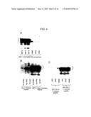 METHODS AND COMPOSITIONS FOR TREATING CERVICAL CANCER diagram and image