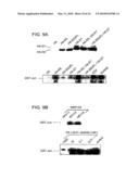 METHODS AND COMPOSITIONS FOR TREATING CERVICAL CANCER diagram and image